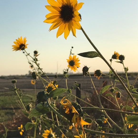 Meet your Posher, Jennifer - Picture 6 of 8